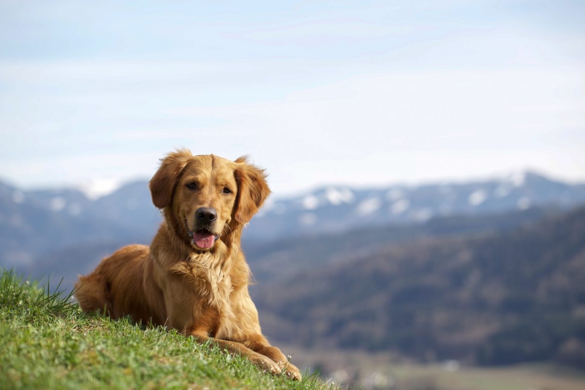 Ferien mit Hund Turrabuel Ferienwohnungen in Lenzerheide Graubünden